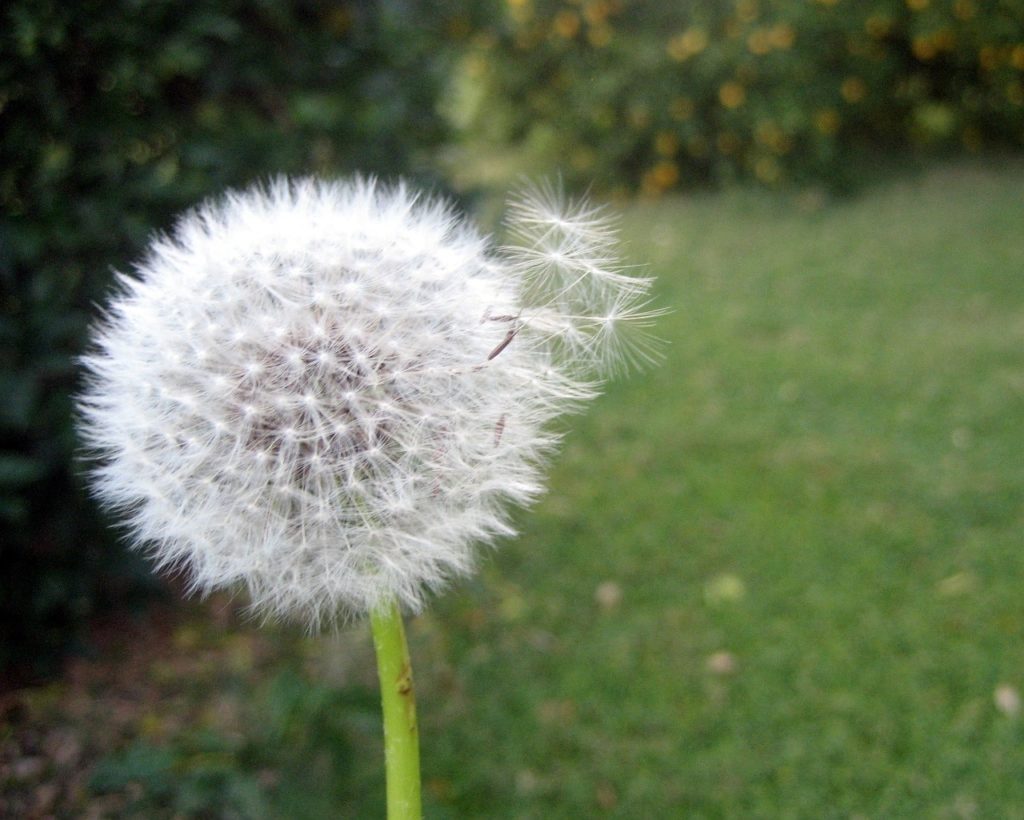 dandelion, breeze, wind-17915.jpg