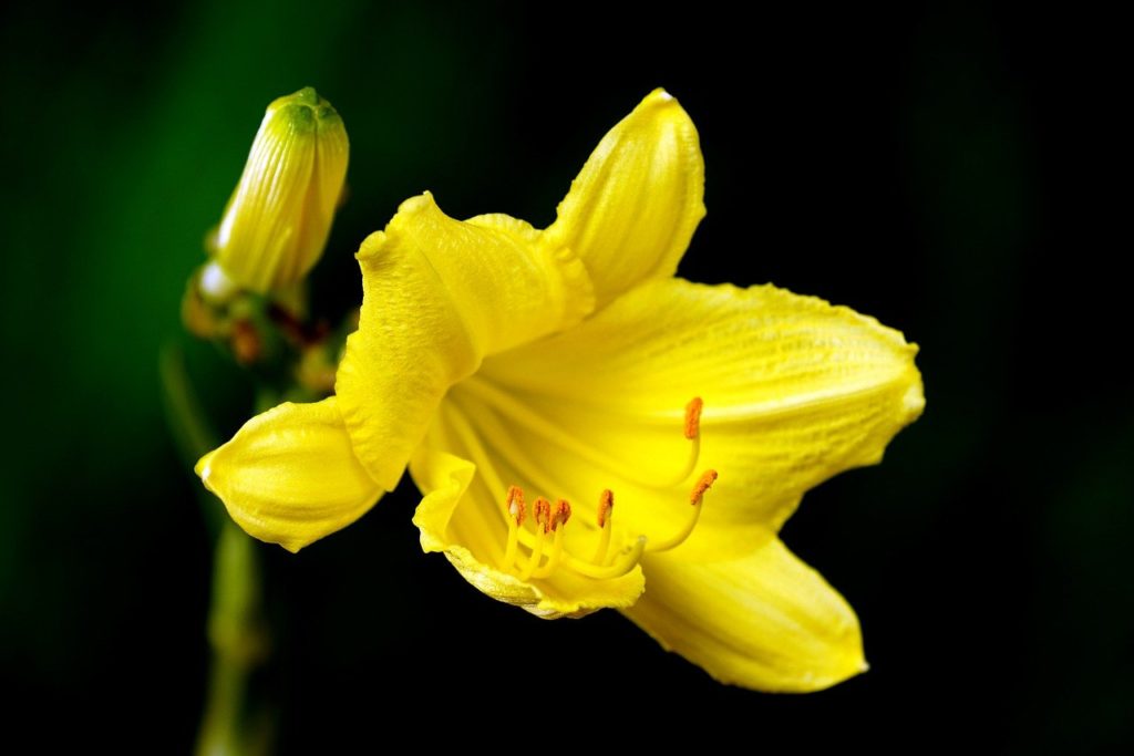 lily, flower, yellow flower-6742560.jpg