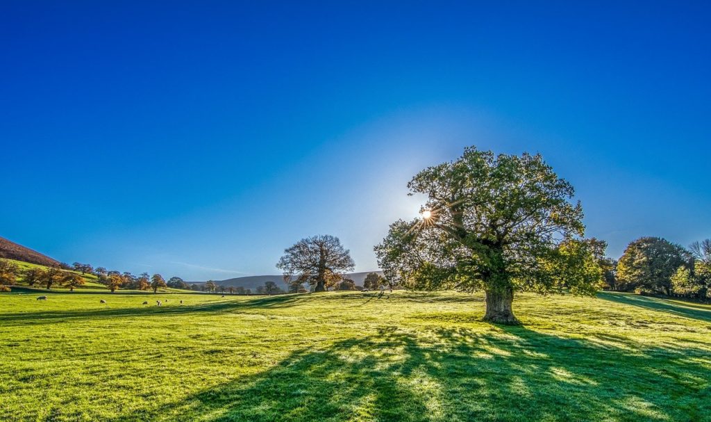 tree, sun, sunshine-2916763.jpg