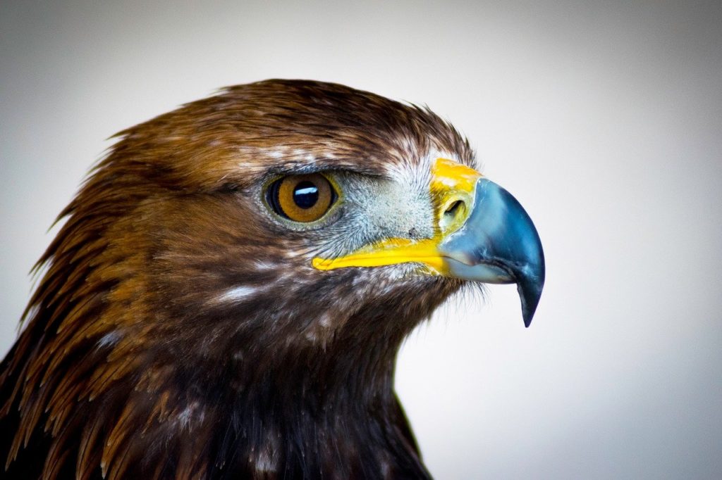 golden eagle, bird of prey, scotland-2513225.jpg