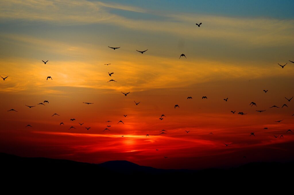 mountains, birds, silhouette-100367.jpg