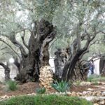 gethsemane, garden, jerusalem-556051.jpg