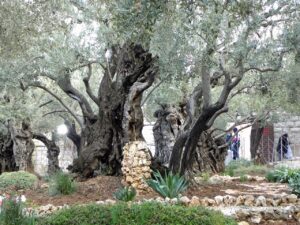 gethsemane, garden, jerusalem-556051.jpg